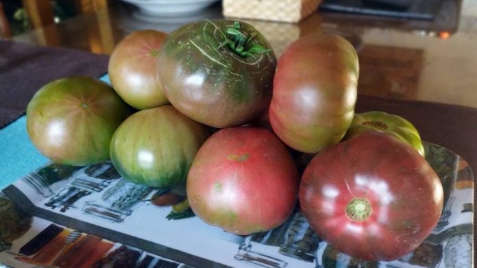 tomates morunos