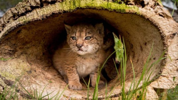 210527 Lince 3