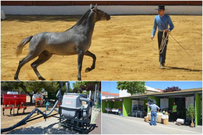 collage equus