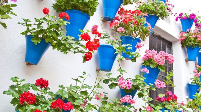 concurso patios