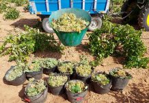 Primeros precios de la uva para la vendimia de este año en Castilla-La Mancha