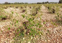 Más de 3.500 hectáreas de viñedo socuellamino han perdido su cosecha