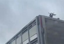 Denuncian a un conductor de camión por circular con una cabra suelta en la parte superior del remolque por la A-4 a la altura de Tembleque (Toledo)
