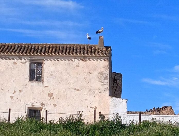 CIGÜEÑAS EN LA TORRE