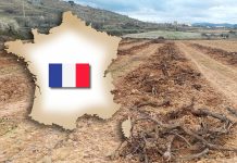 En Francia se repartirán 1.200 millones de euros en ayudas al arranque a 4.000 €/hectárea
