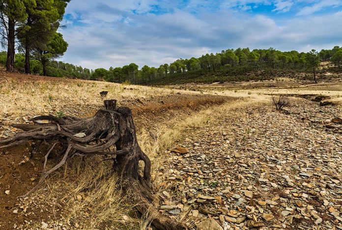 Landscape of roots in the dry creek