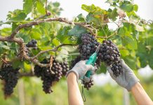 En vistas de la recuperación del mercado, AIVE pide al sector no vender vino por debajo del coste de producción