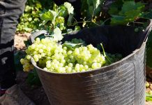 DO La Mancha cierra su vendimia 2025 con una reducción significativa de la producción.