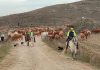 Está previsto que esta tarde llegue al Paraje de Titos el ganado trashumante que pasa por la Cañada Conquense en dirección a Jaén