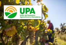 UPA traslada en Roma la preocupación de los viticultores ante la falta de medidas de mercado