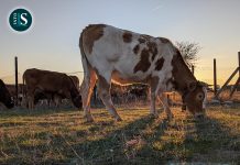 Los rebaños de vacas y ovejas bajando por la Cañada Conquense dejan preciosas estampas a su paso por Titos