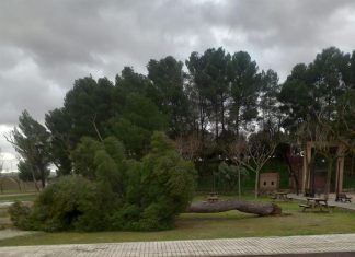 El temporal de viento provoca numerosas incidencias en Socuéllamos