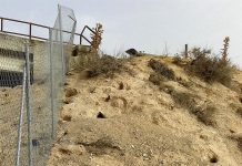 Alertan del riesgo estructural en todas las infraestructuras públicas por la PLAGA DE CONEJO y reclaman un control integral y regulado.