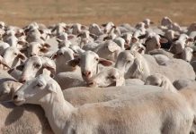 España pierde más de dos millones de ovejas en un año
