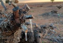 ASAJA Ciudad Real alerta de daños por heladas en viñedo y almendro en un momento clave para estos cultivos