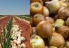 El sector de la cebolla se asoma a la quiebra: las importaciones crecen un 30 % mientras los precios se desploman por debajo de los costes de producción
