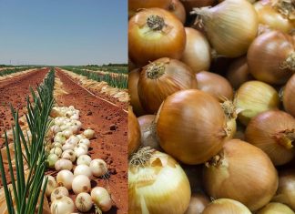 El sector de la cebolla se asoma a la quiebra: las importaciones crecen un 30 % mientras los precios se desploman por debajo de los costes de producción