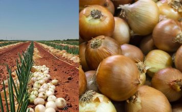 El sector de la cebolla se asoma a la quiebra: las importaciones crecen un 30 % mientras los precios se desploman por debajo de los costes de producción