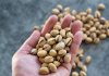 El sector del pistacho exige una IGP nacional para proteger su origen y rentabilidad