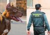 Dos guardias civiles atacados por un perro de raza peligrosa en Tomelloso