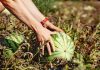El Gobierno inyecta 300 millones de euros en ayudas para facilitar la financiación del sector agroalimentario