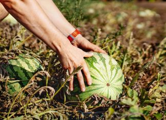 El Gobierno inyecta 300 millones de euros en ayudas para facilitar la financiación del sector agroalimentario
