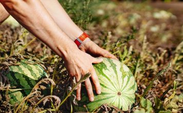 El Gobierno inyecta 300 millones de euros en ayudas para facilitar la financiación del sector agroalimentario