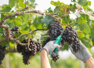 El clima de las próximas semanas será decisivo para la nueva vendimia en Castilla-La Mancha