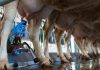 Los productores lácteos ultiman una lluvia de demandas contra Lactalis para este próximo otoño