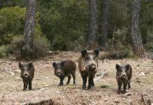 La Junta fija los periodos hábiles de caza y vedas para la temporada cinegética 2026-2027 en Castilla-La Mancha