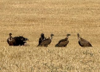 Avistamiento de buitre negro y buitre leonado devorando una carroña en Socuéllamos