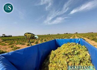 AIVE exige el cumplimiento de la Ley de la Cadena Alimentaria ante las bajas previsiones para esta vendimia