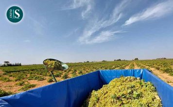 AIVE exige el cumplimiento de la Ley de la Cadena Alimentaria ante las bajas previsiones para esta vendimia