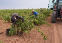 La Denominación de Origen La Mancha entra en el ecuador de la vendimia 2026.