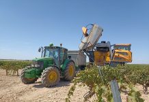 ASAJA Ciudad Real constata una merma de cosecha en el inicio de la vendimia