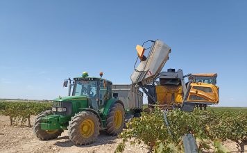 ASAJA Ciudad Real constata una merma de cosecha en el inicio de la vendimia