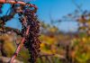 La cosecha de vino en Francia se desploma a su nivel más bajo en treinta años debido a los fenómenos meteorológicos extremos
