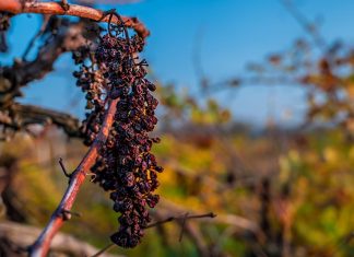 La cosecha de vino en Francia se desploma a su nivel más bajo en treinta años debido a los fenómenos meteorológicos extremos