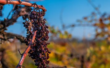 La cosecha de vino en Francia se desploma a su nivel más bajo en treinta años debido a los fenómenos meteorológicos extremos