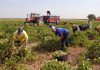AGRICAMAN pide el cese de los ministros de Trabajo e Interior: «Los agricultores y ganaderos no somos delincuentes»