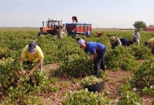 AGRICAMAN pide el cese de los ministros de Trabajo e Interior: «Los agricultores y ganaderos no somos delincuentes»