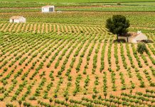 Alarma en el sector agrícola: el criterio de despoblación amenaza las ayudas al viñedo en los grandes municipios productores como Socuéllamos