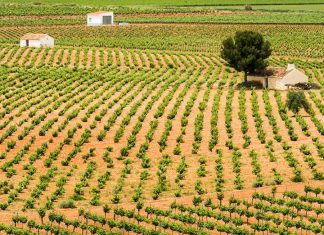 Alarma en el sector agrícola: el criterio de despoblación amenaza las ayudas al viñedo en los grandes municipios productores como Socuéllamos