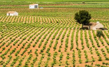 Alarma en el sector agrícola: el criterio de despoblación amenaza las ayudas al viñedo en los grandes municipios productores como Socuéllamos