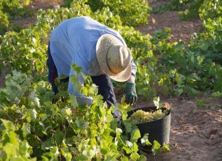 La Denominación de Origen La Mancha afronta la fase final de la vendimia 2026.