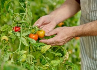Vox exige la suspensión del pacto agrícola con Marruecos en defensa del tomate nacional