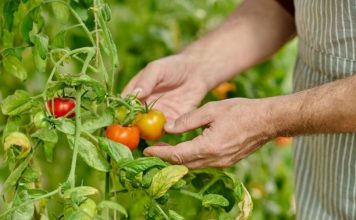 Vox exige la suspensión del pacto agrícola con Marruecos en defensa del tomate nacional