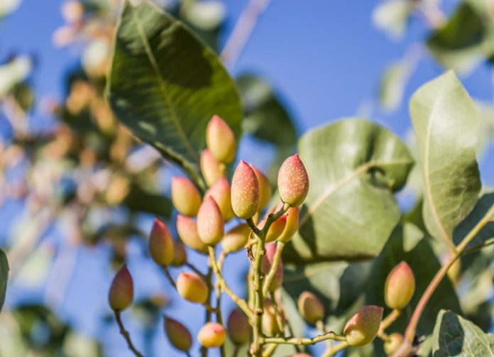 Green pistachios grow on a tree