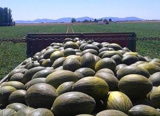 La campaña de melón y sandía en Castilla-La Mancha termina con precios que no cubren los costes de producción