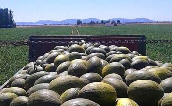 La campaña de melón y sandía en Castilla-La Mancha termina con precios que no cubren los costes de producción